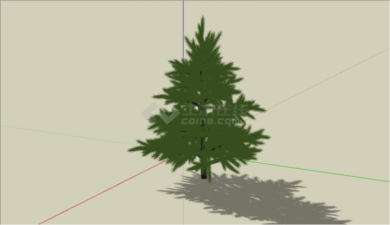 城市路边常绿松树乔木的SU模型-图二
