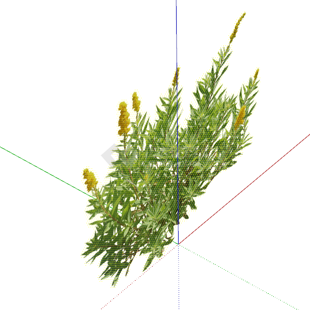 加拿大一枝黄花常绿灌木 su模型-图二