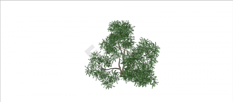 豆科皂荚树常绿乔木su模型-图二