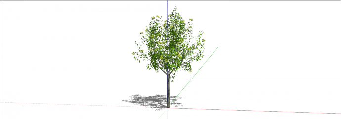桦木科桦树常绿乔木su模型_图1