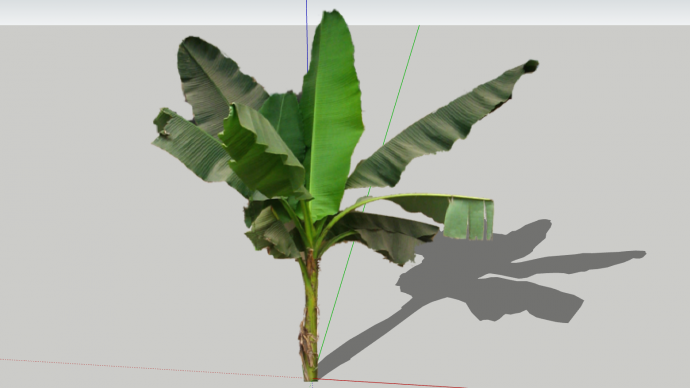 棕榈热带树大叶绿植su模型_图1
