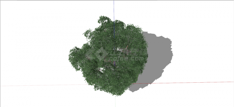 被子植物木犀科白蜡树组绿色乔木su模型-图二