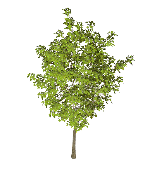一棵茂密的带有绿色树叶的大树su模型_图1