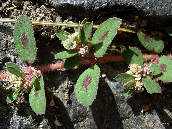 斑地锦,euphorbia maculata4jpg