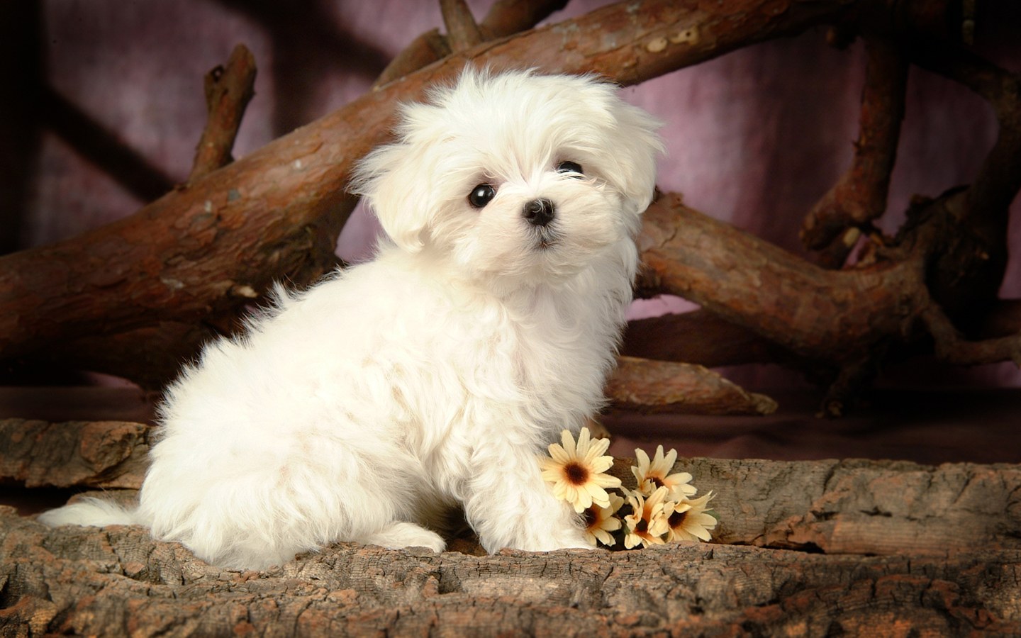 lovely_white_puppy_dog_83182.jpg