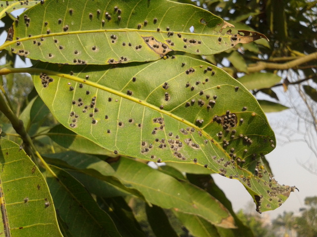 这棵芒果树叶是什么病虫害?