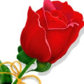Red Rose1a2.jpg