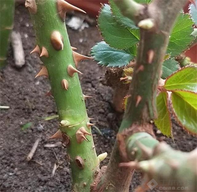 月季花的根茎和叶子图片