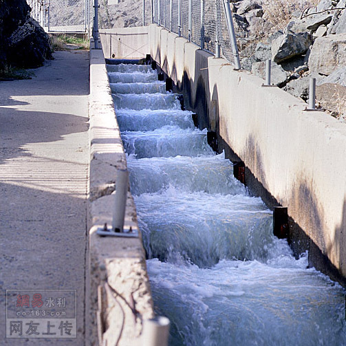 中华鲟撞坝而死 三峡大坝为什么不修建鱼梯