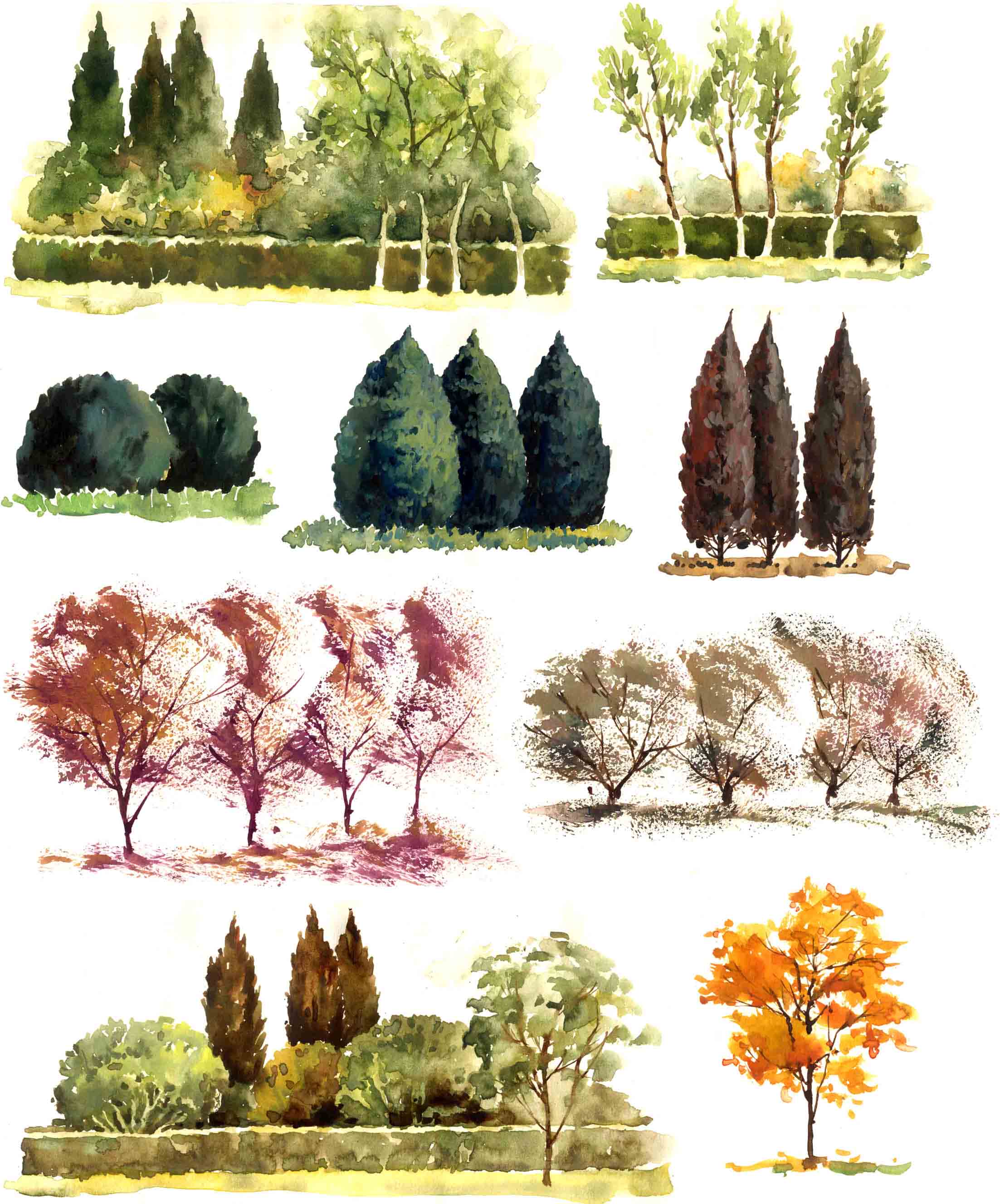 TREE1-1.jpg