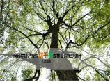 佛山沧州花千树公园景观方案文本 (2)图片1