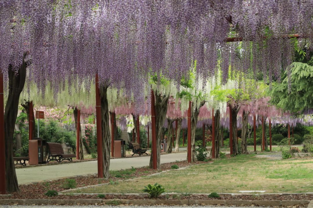 嘉定紫藤园图片