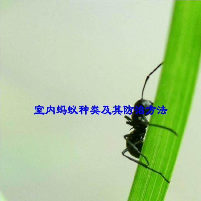 室内蚂蚁种类及其防治方法_图1